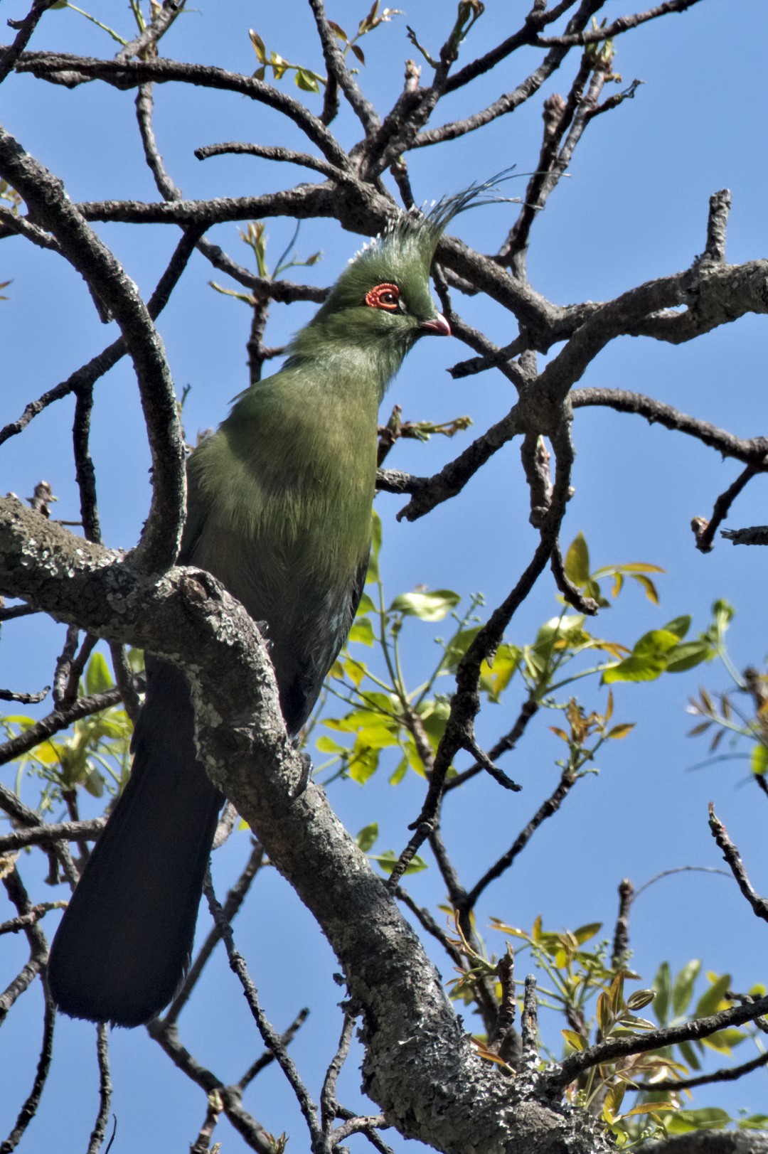 Schalow's turaco