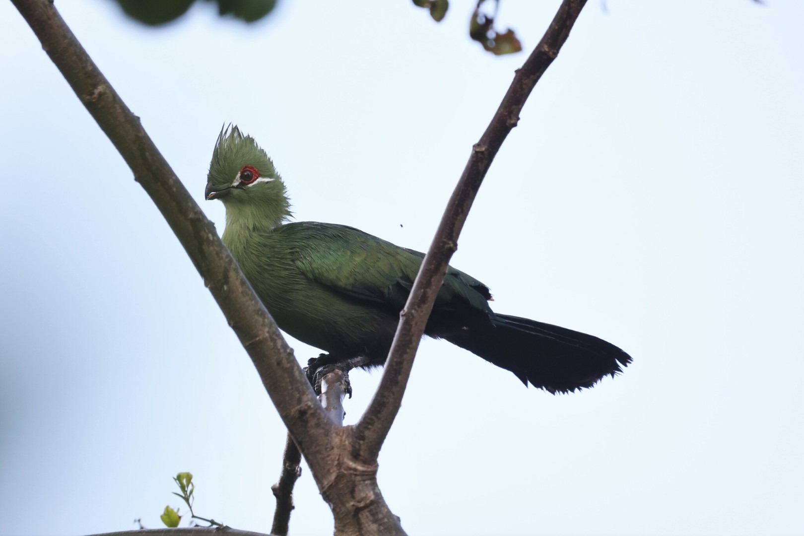 Schuett's Turaco