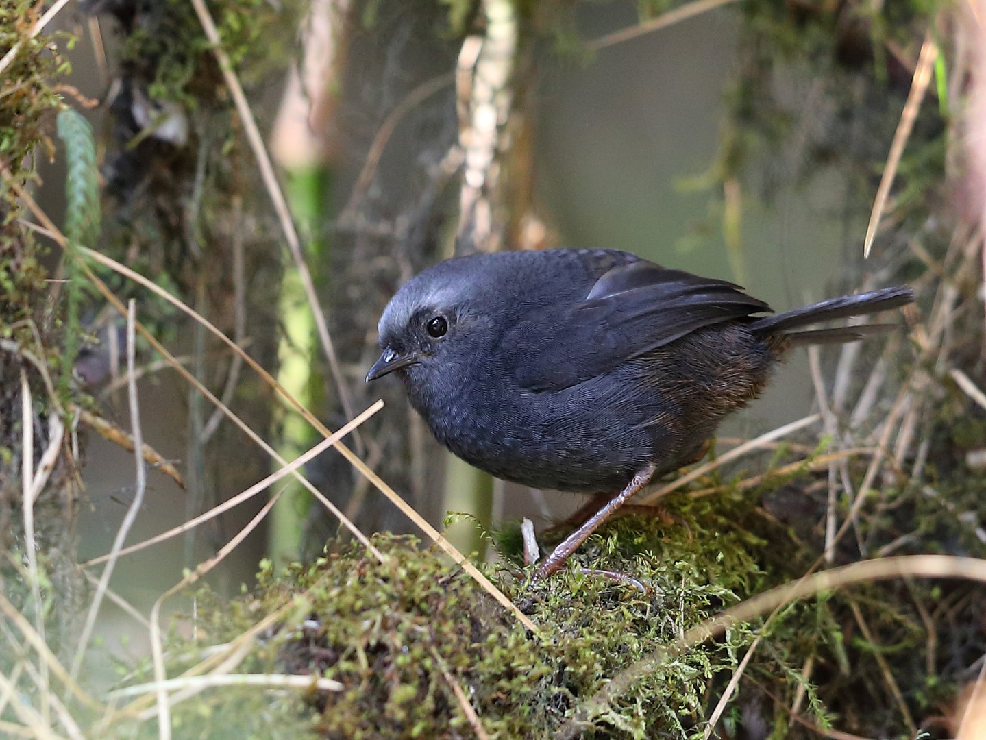 Schulenberg's Tapaculo
