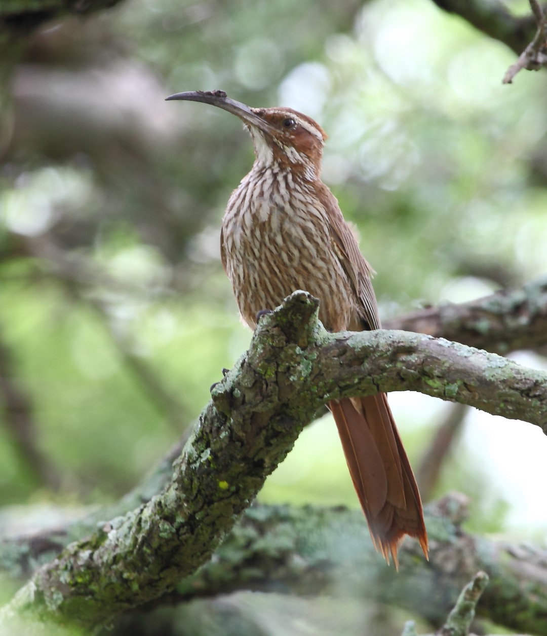 Scimitar-billed Woodcreeper