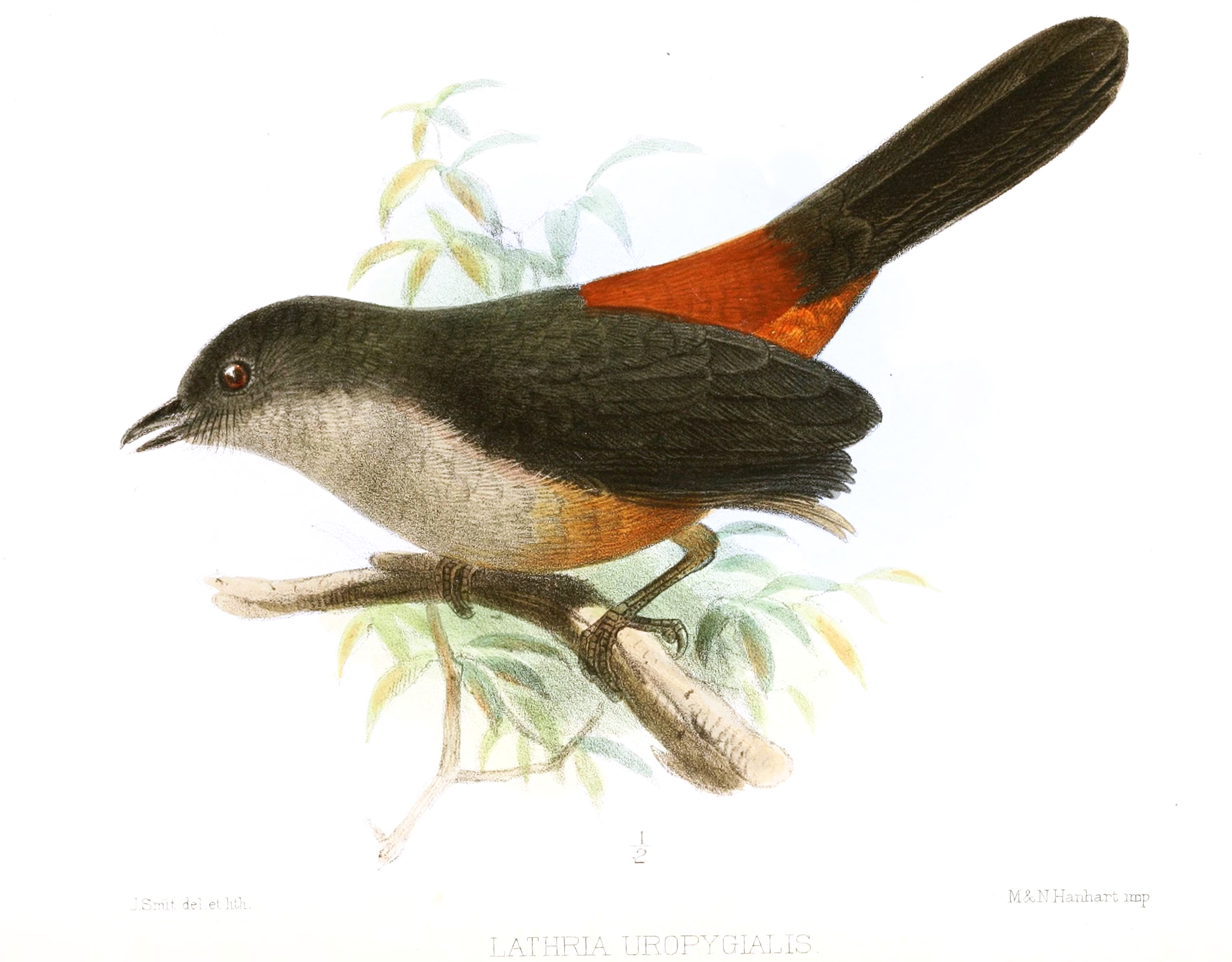 Scimitar-winged Piha
