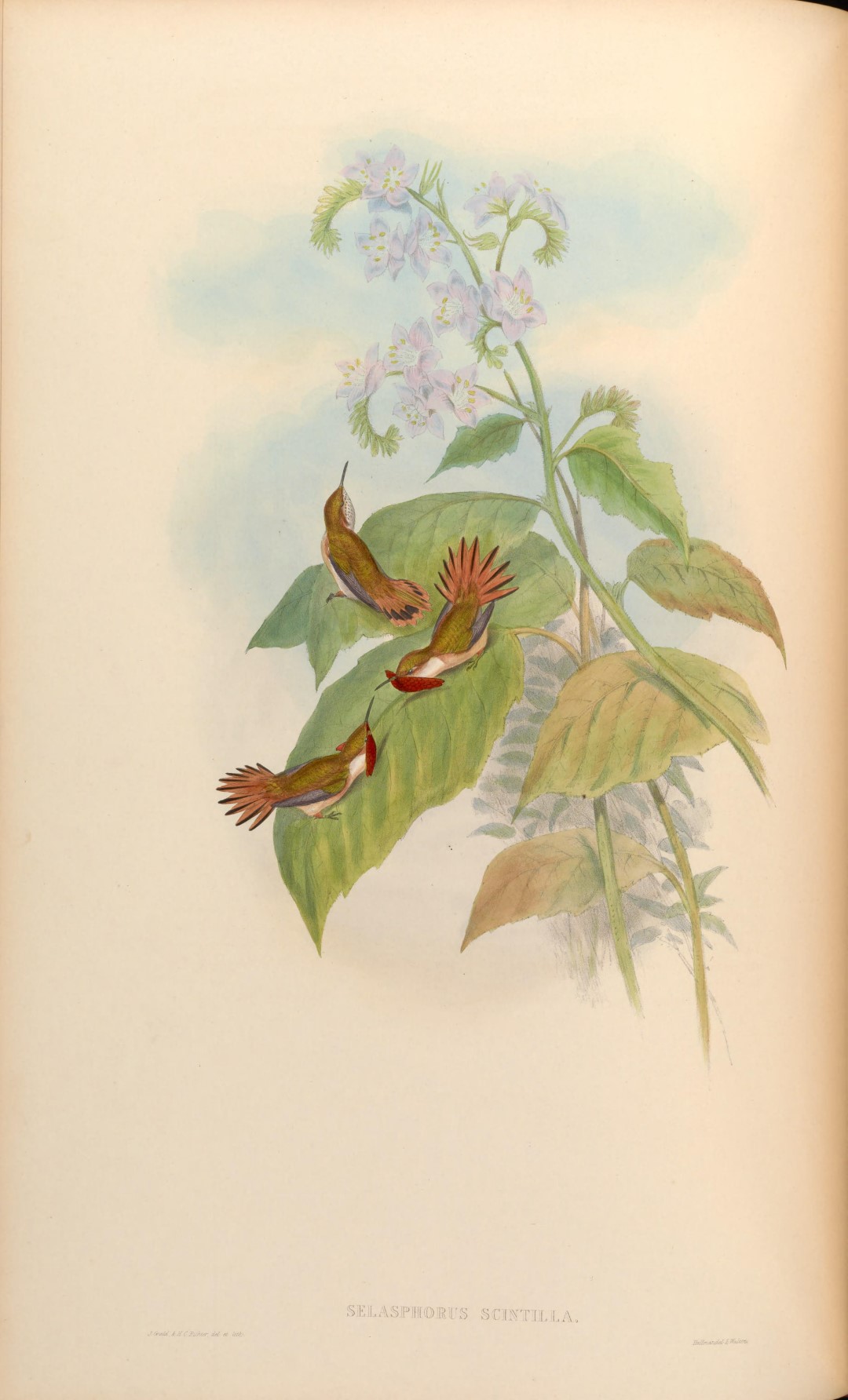 Scintillant Hummingbird