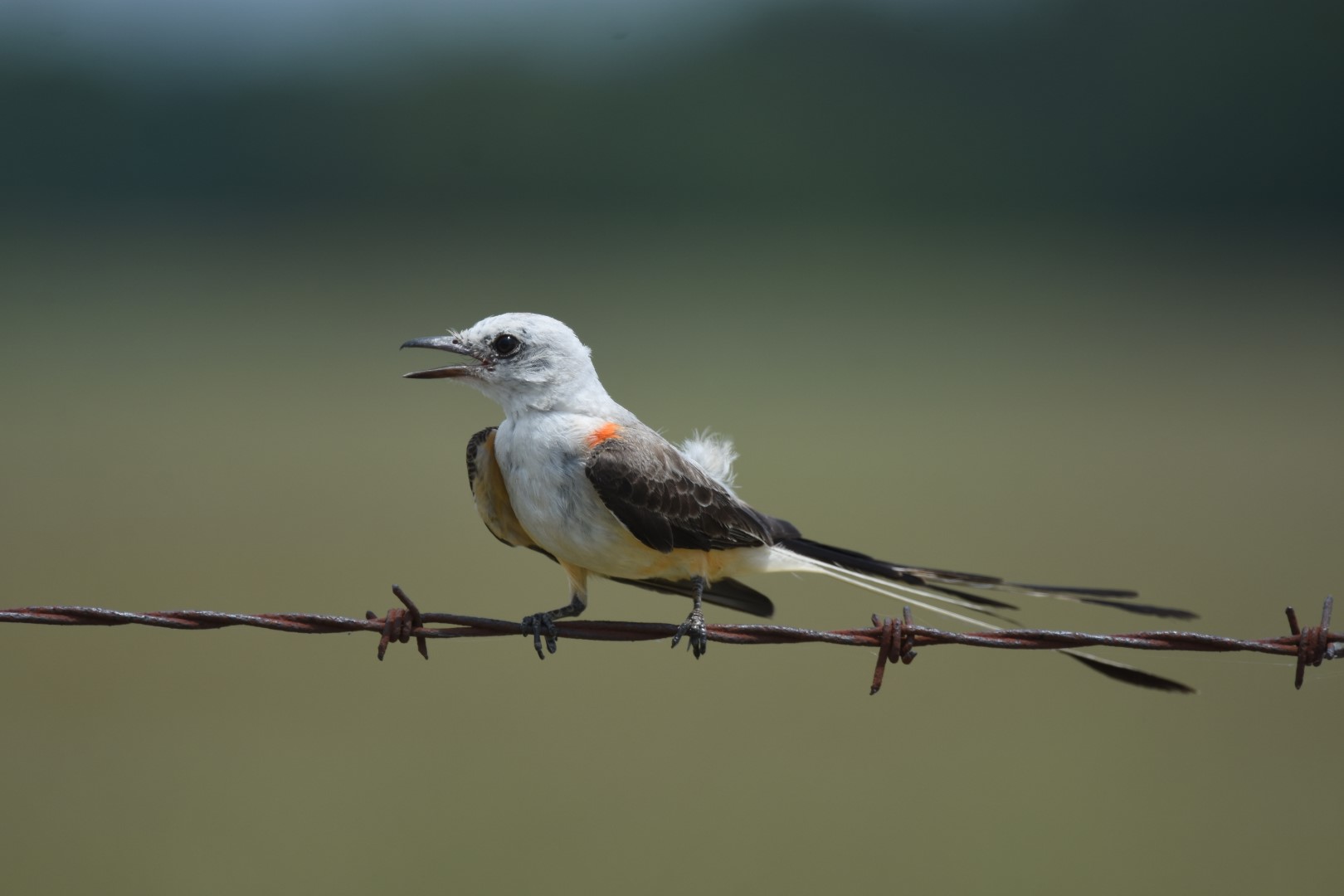 Scissor-tailed Flycatcher