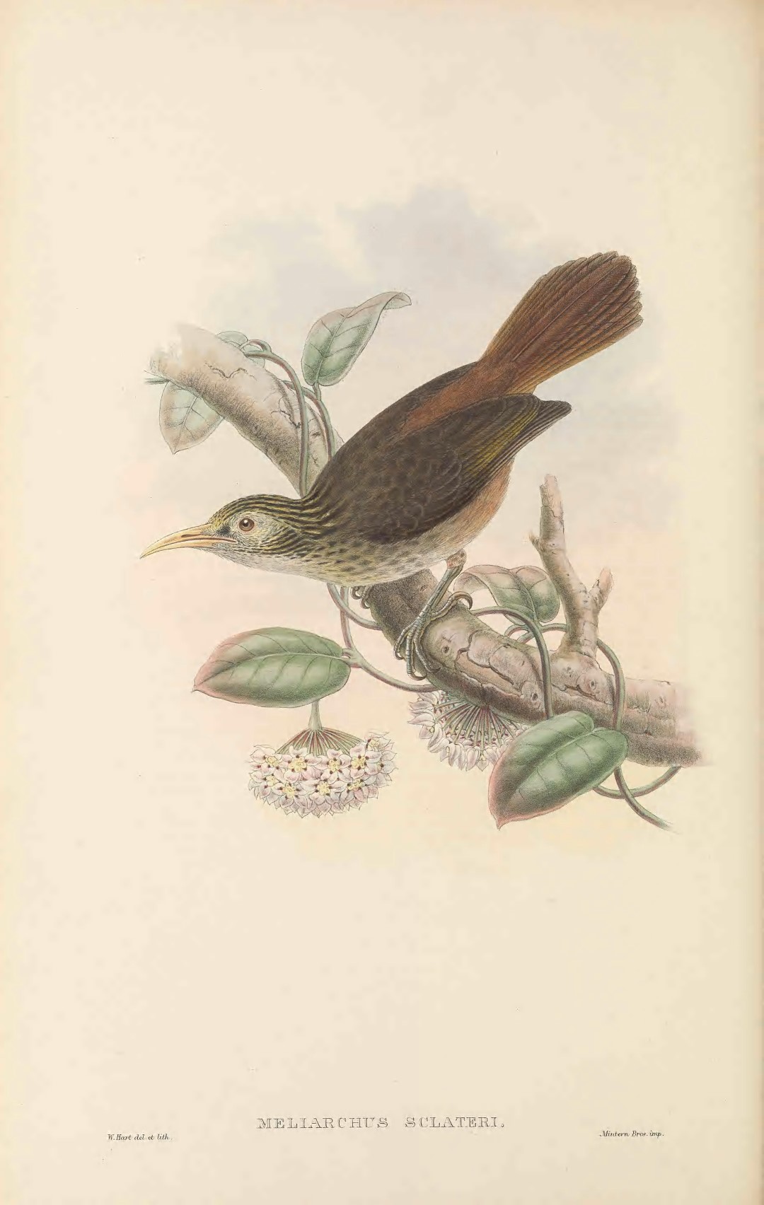 Sclater's Antwren