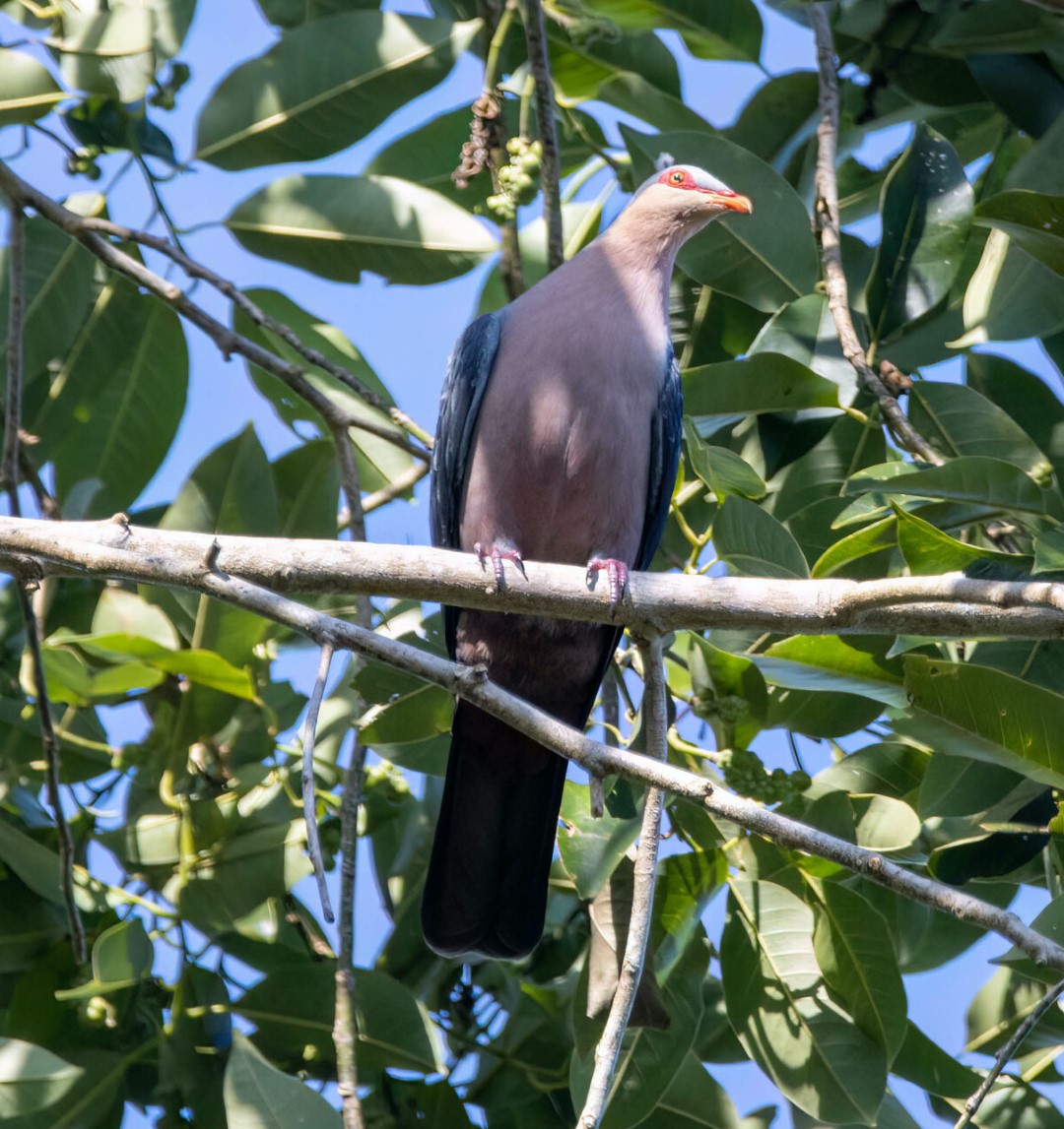Sclater's Crowned Pigeon