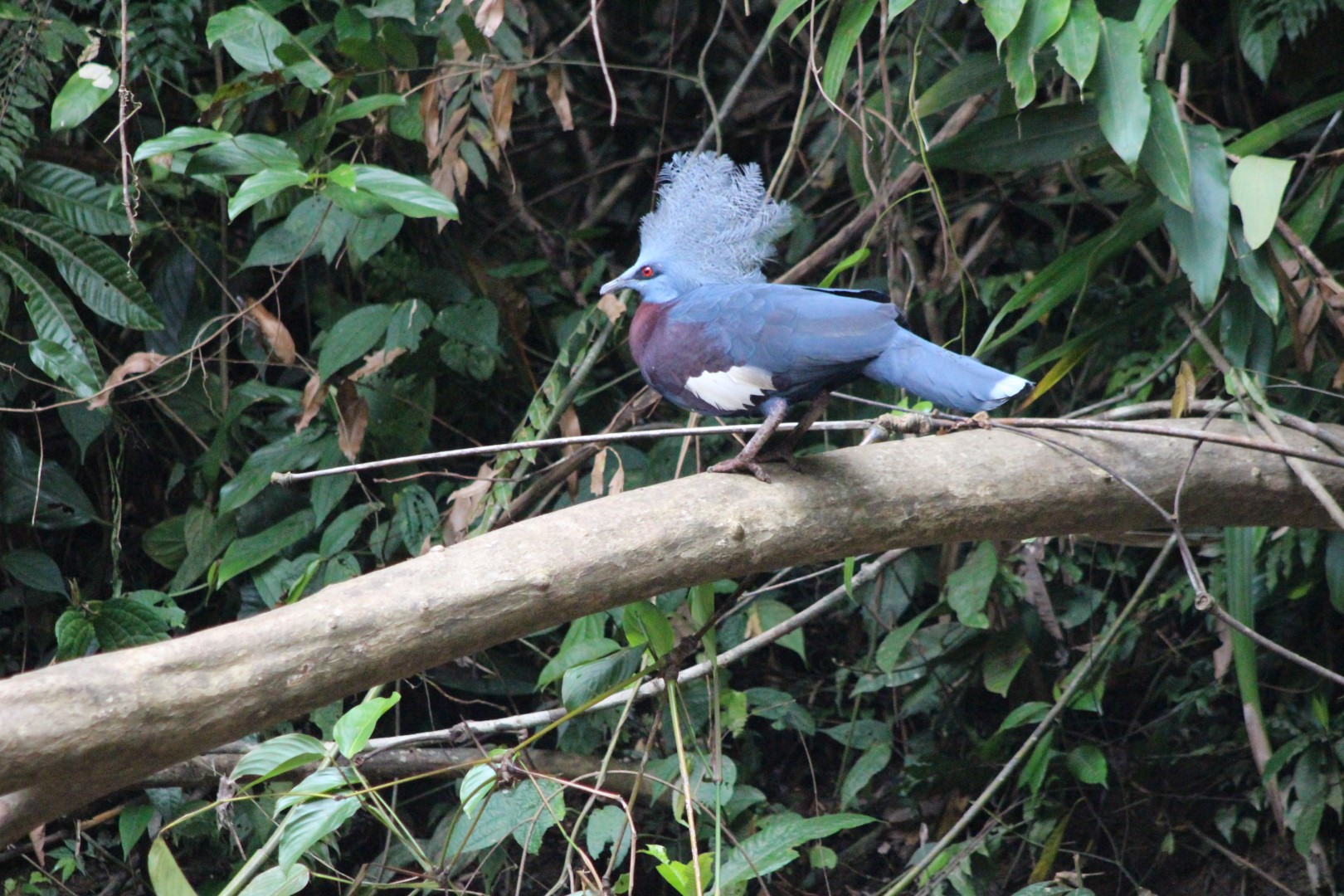 Sclater's crowned pigeon