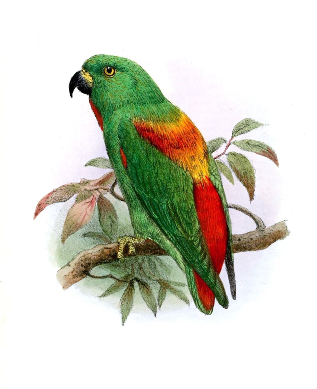 Sclater's hanging parrot