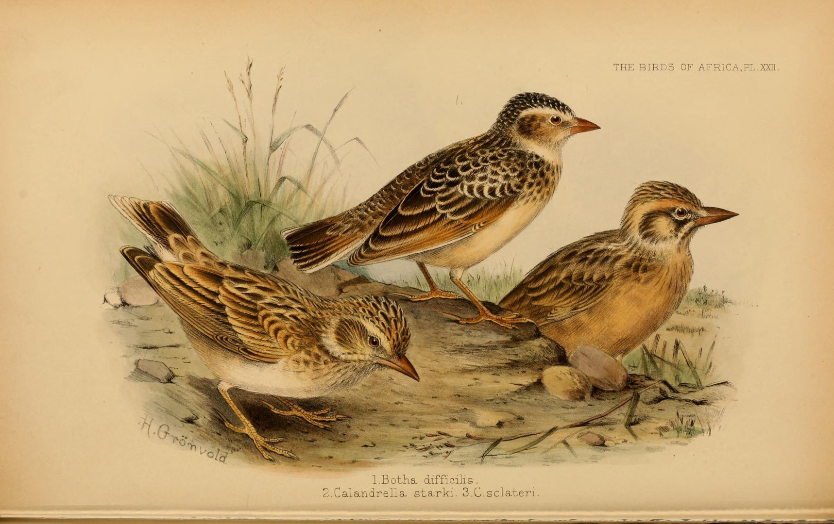 Sclater's Lark