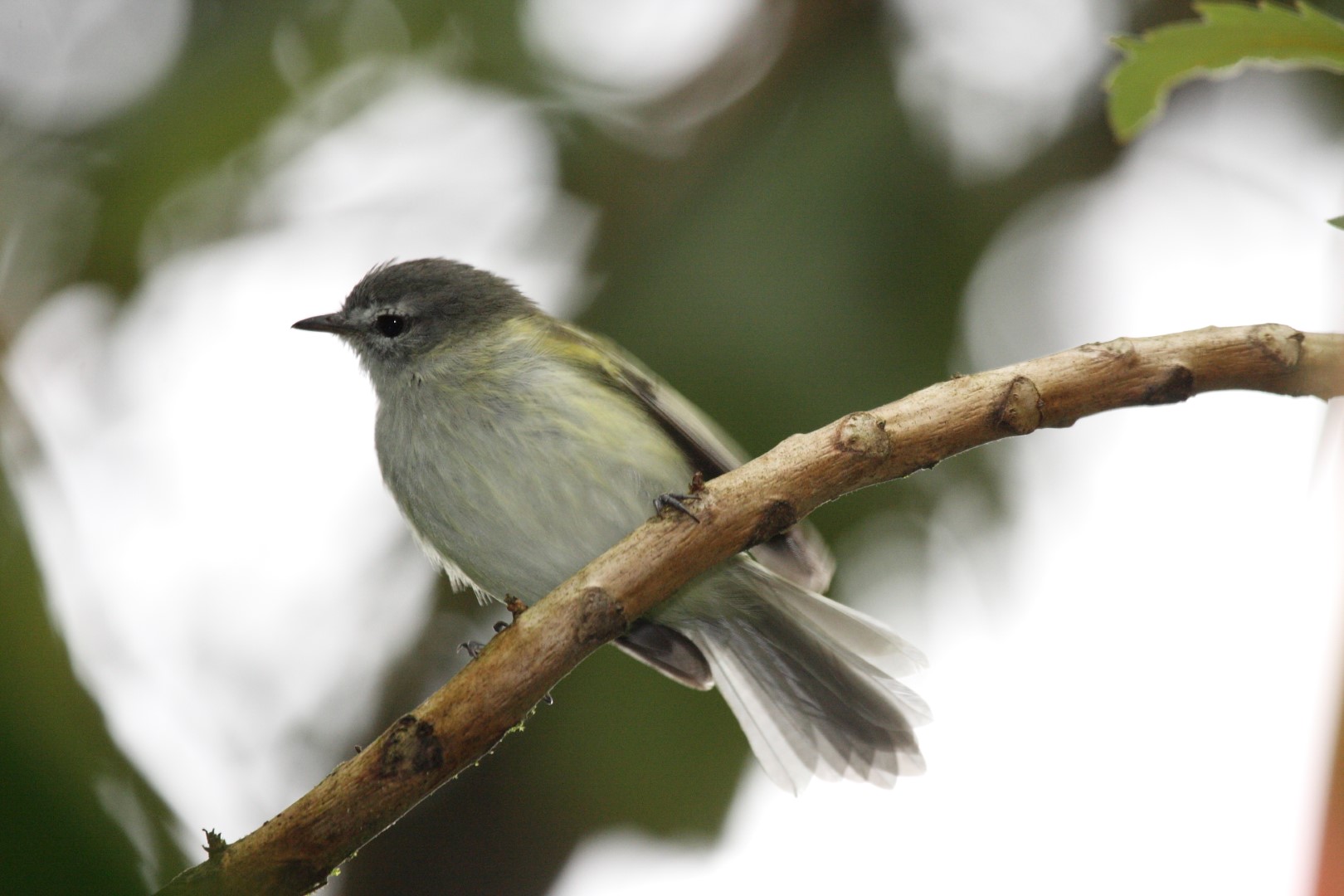 Sclater's Tyrannulet