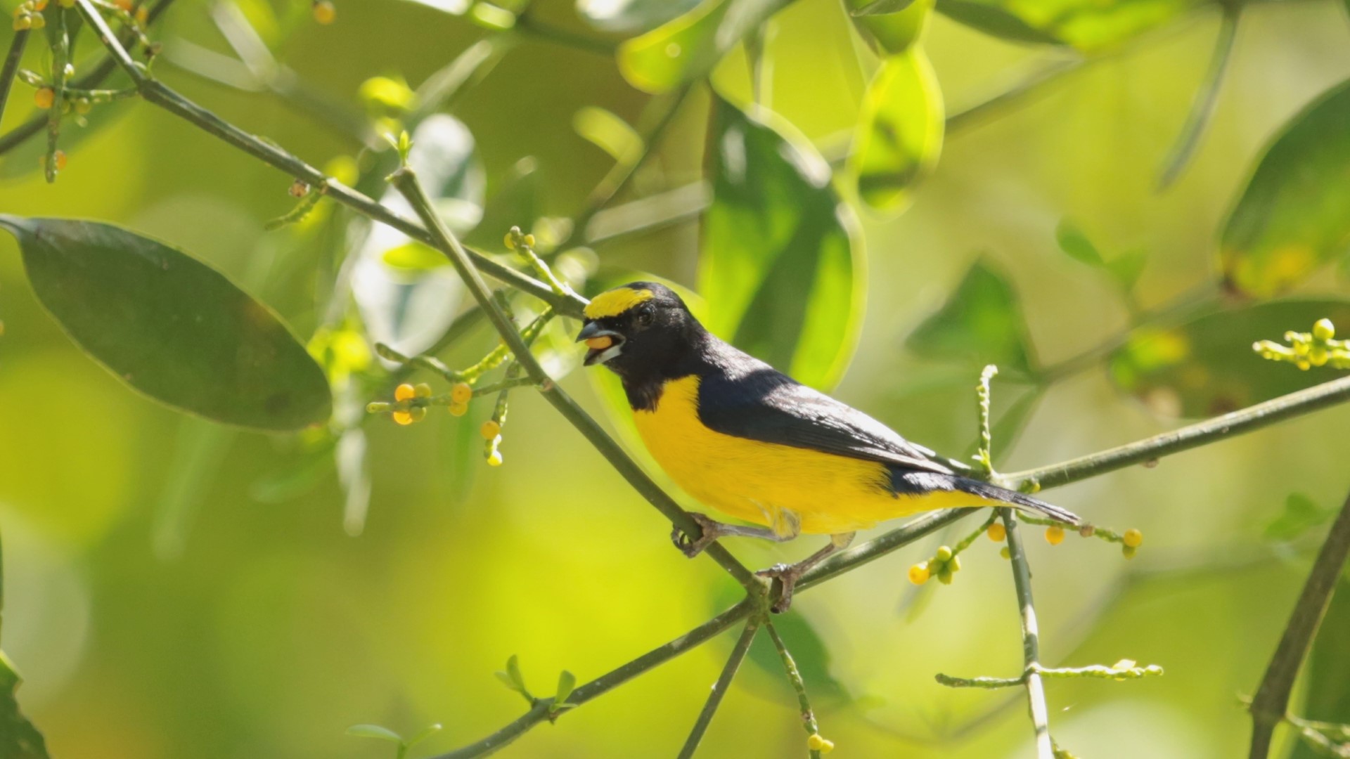 Scrub euphonia