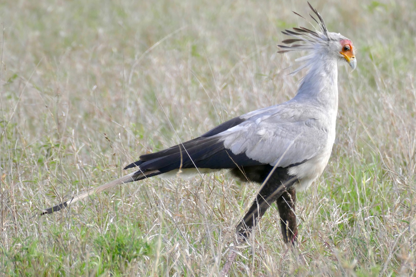 Secretarybird