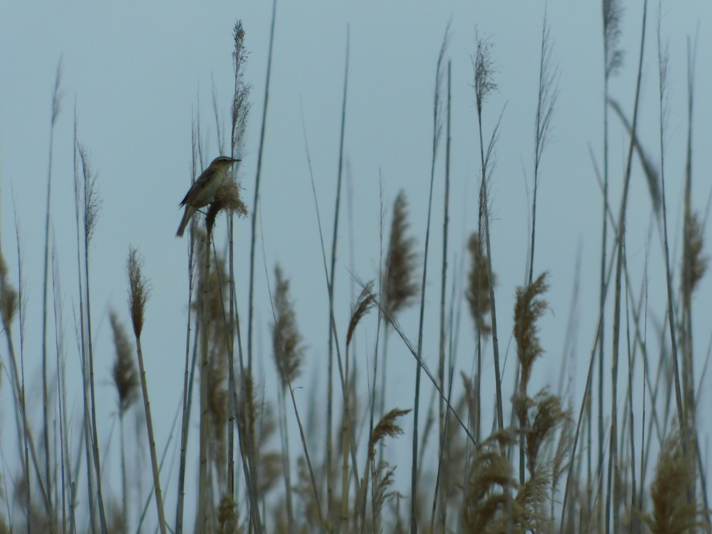 Sedge Warbler