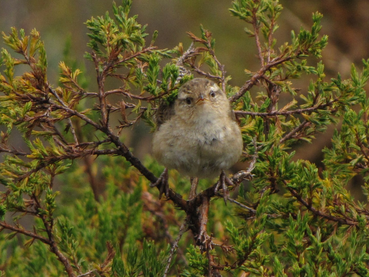 Sedge Wren