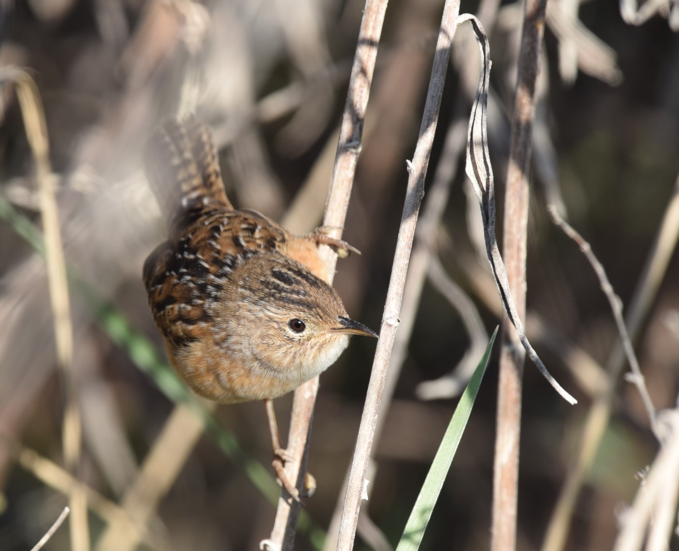 Sedge Wren