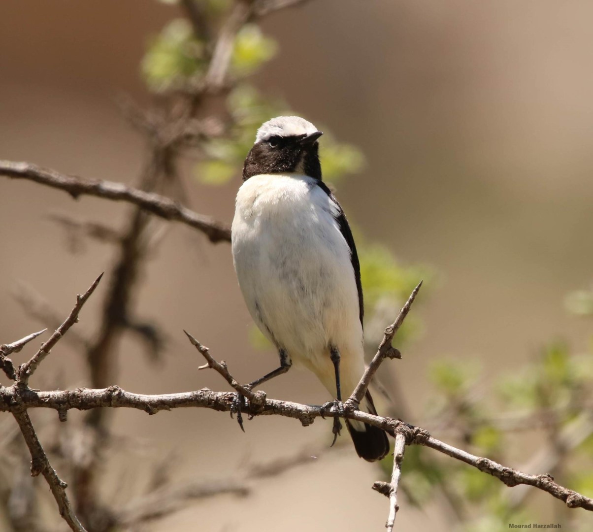 Seebohm's Wheatear