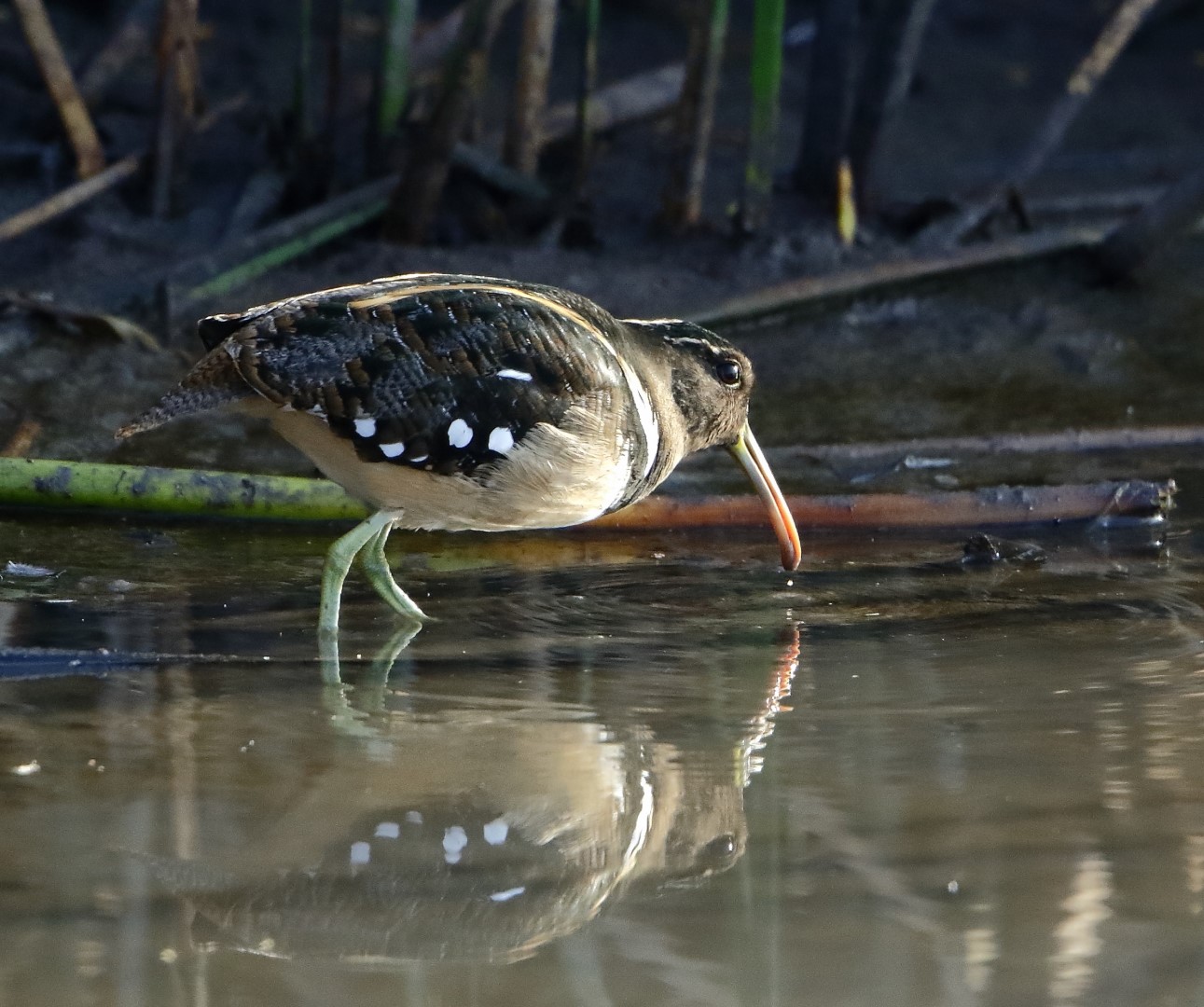Semicollared Nightjar