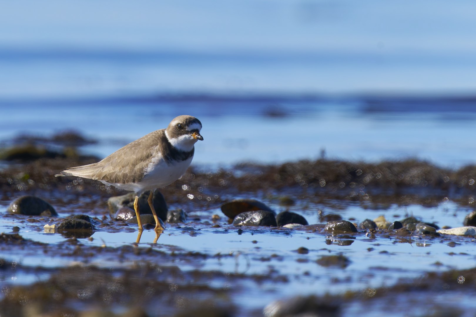 Semipalmated Plover