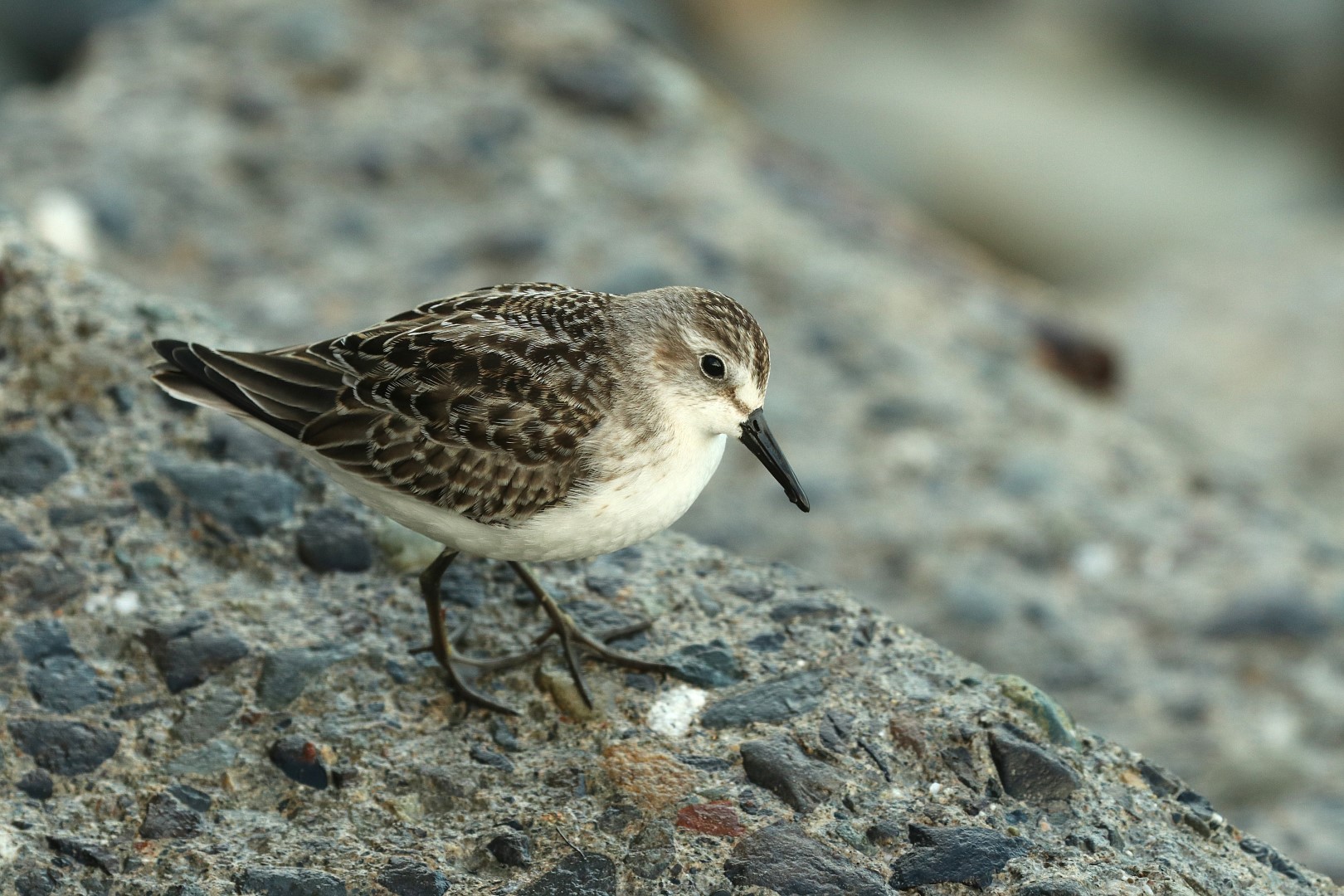 Semipalmated Sandpiper
