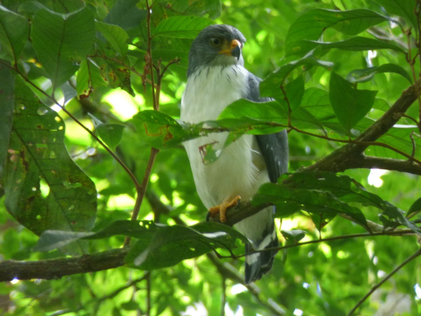 Semiplumbeous Hawk
