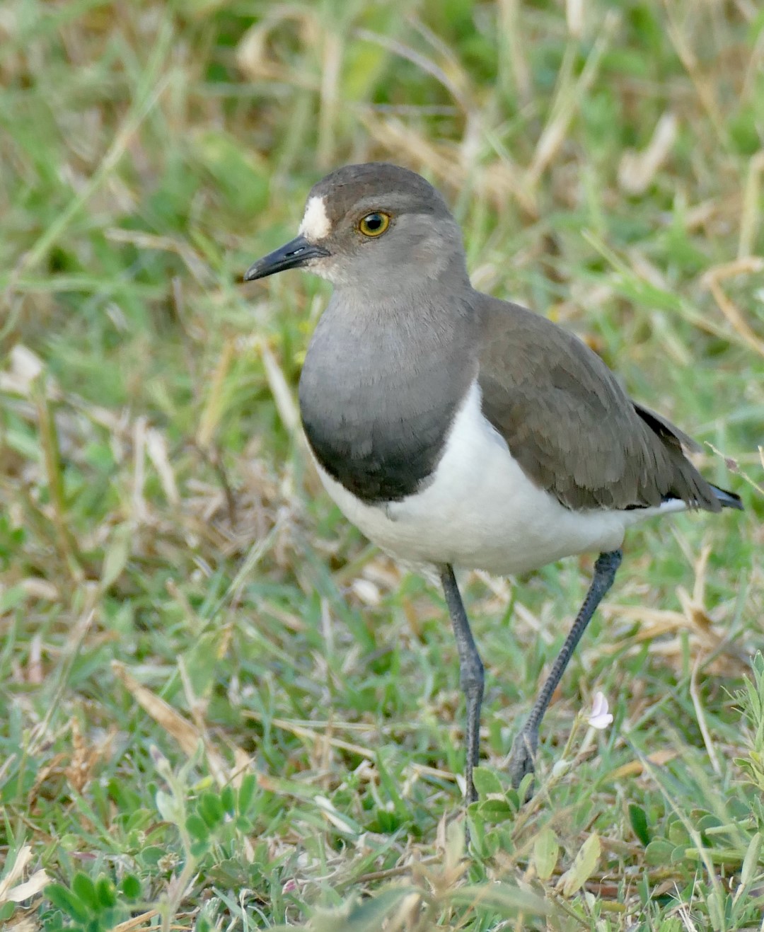Senegal Lapwing