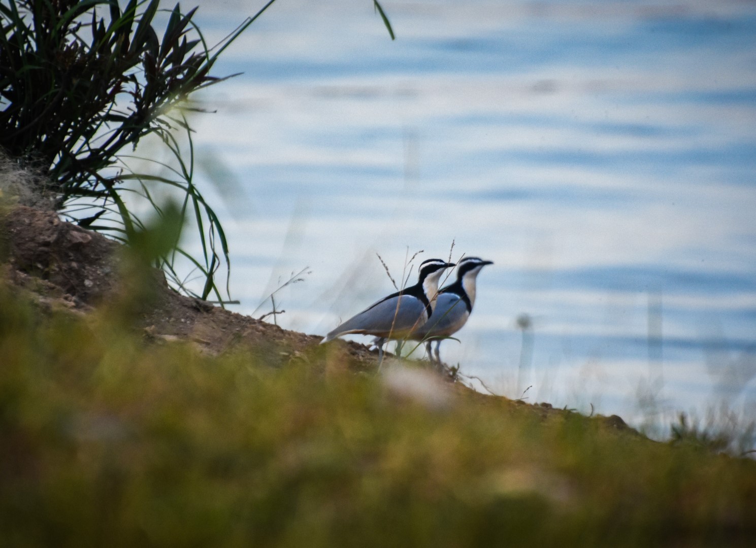 Senegal Thick-knee