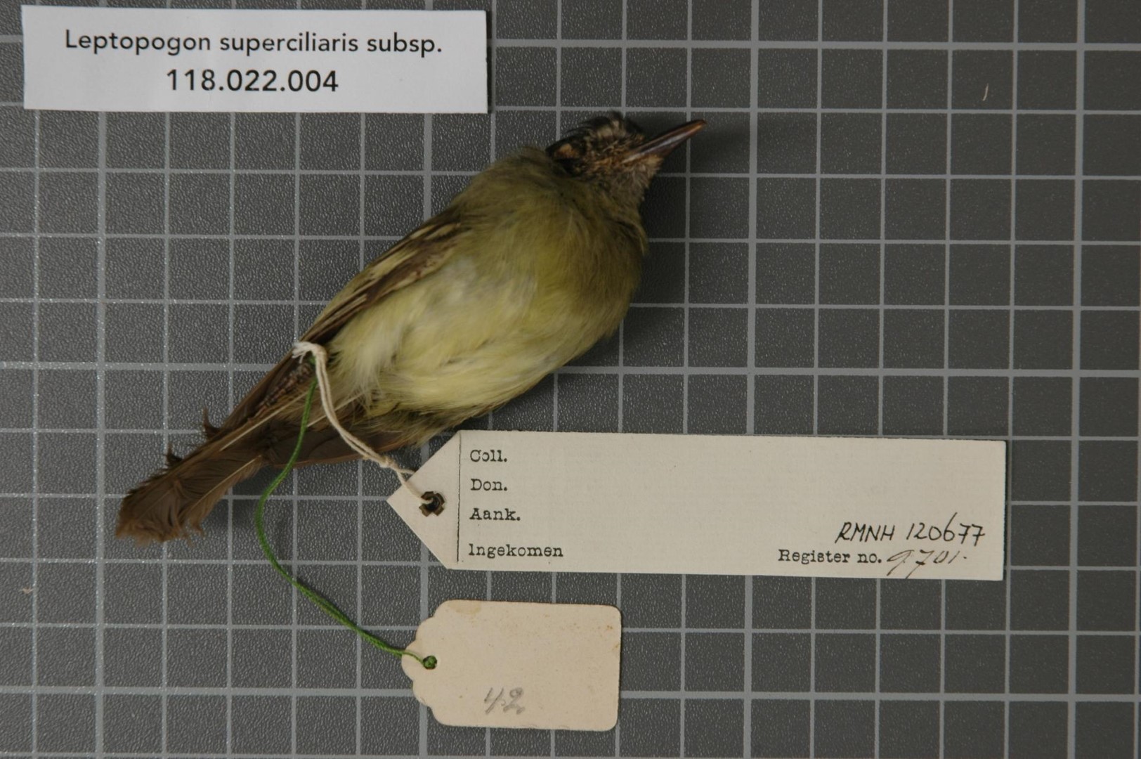 Sepia-capped Flycatcher