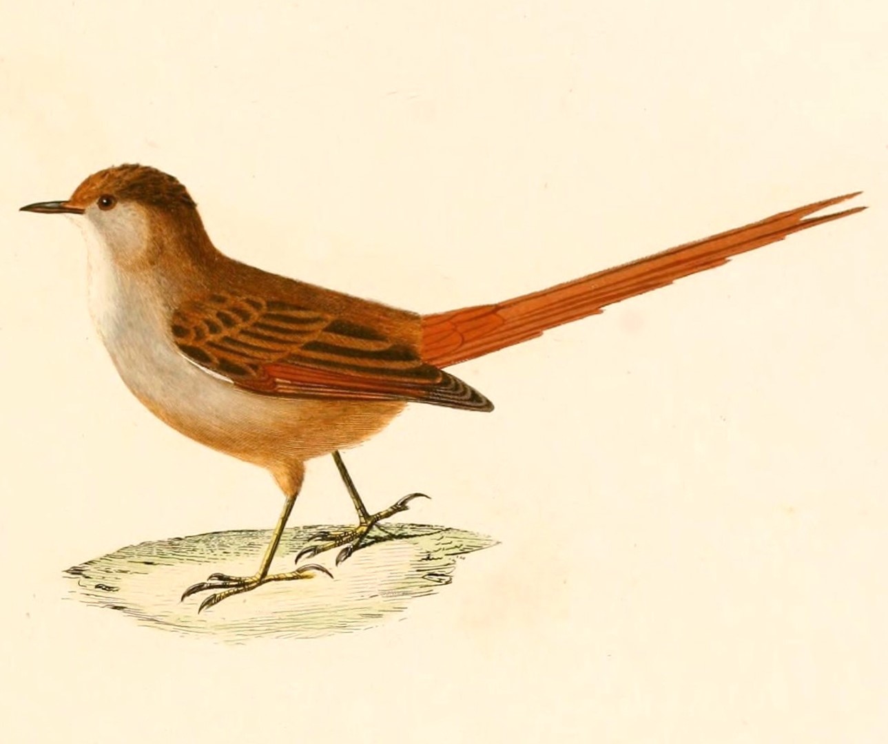 Sepia-capped Flycatcher