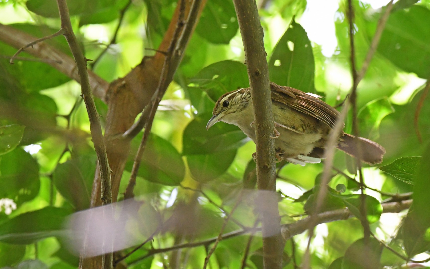Sernai's gnatcatcher