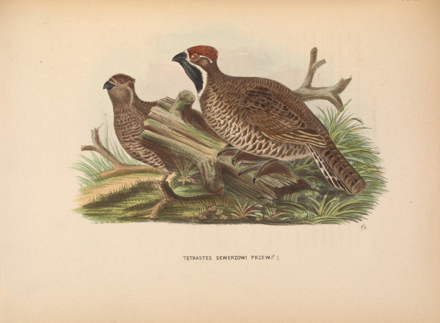 Severtsov's Grouse