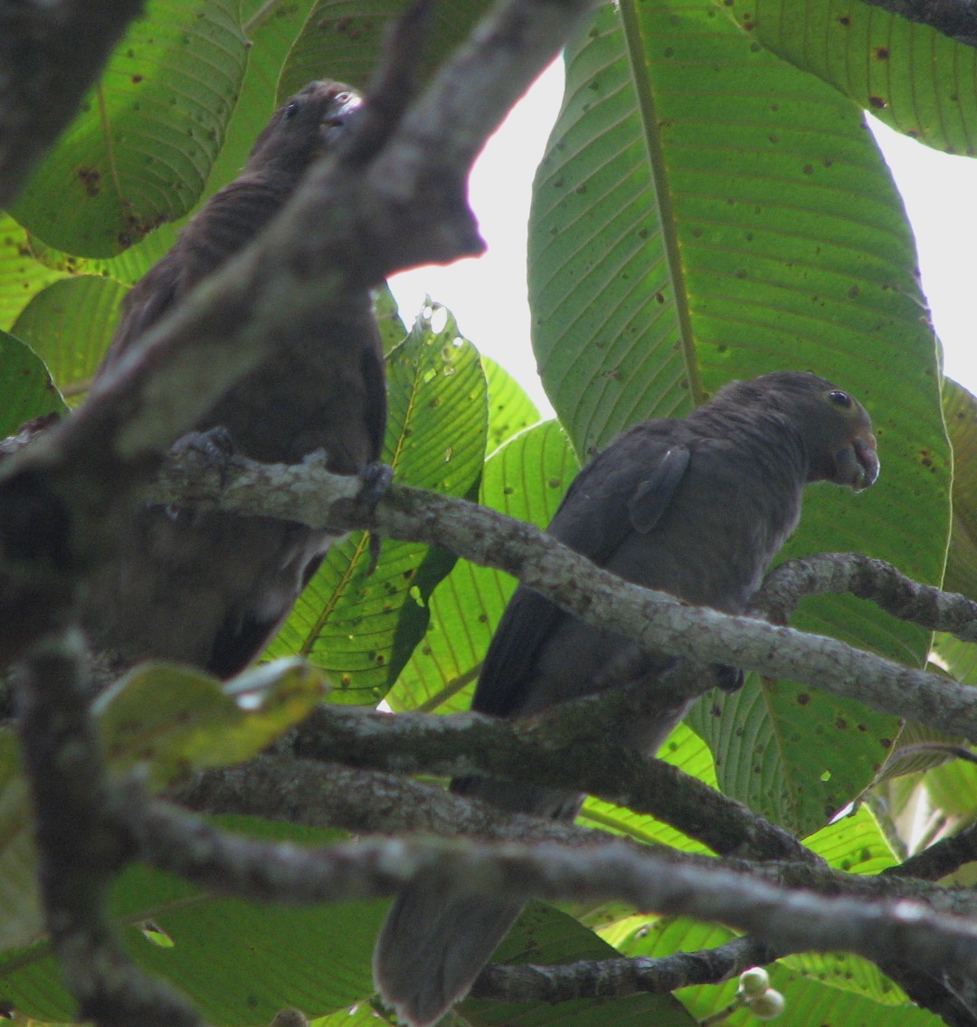 Seychelles Black Parrot
