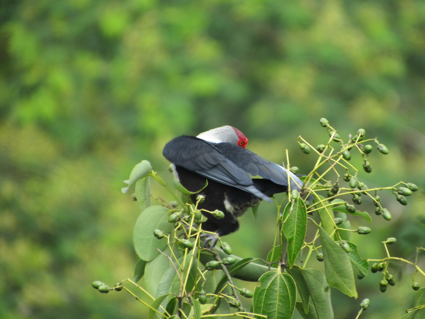 Seychelles Blue Pigeon