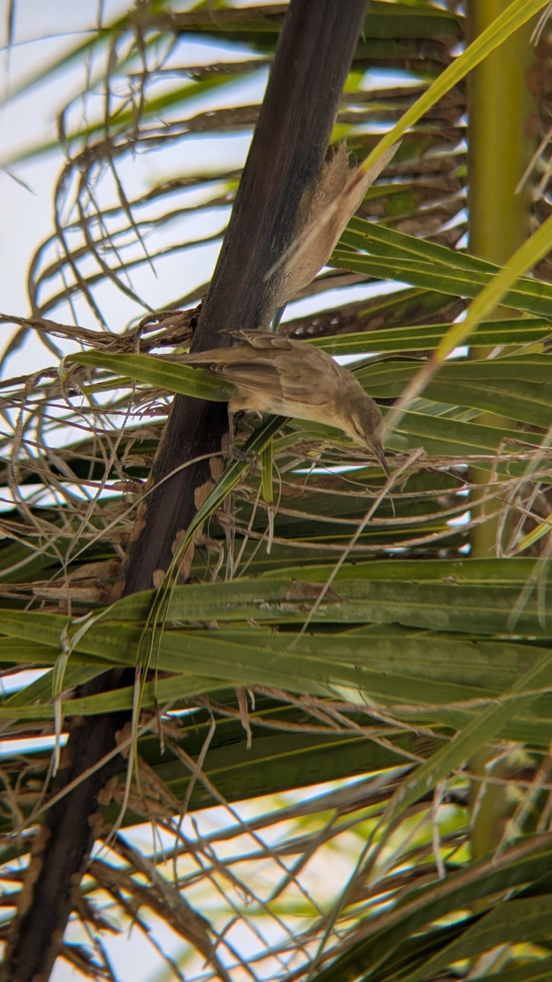 Seychelles Brush Warbler
