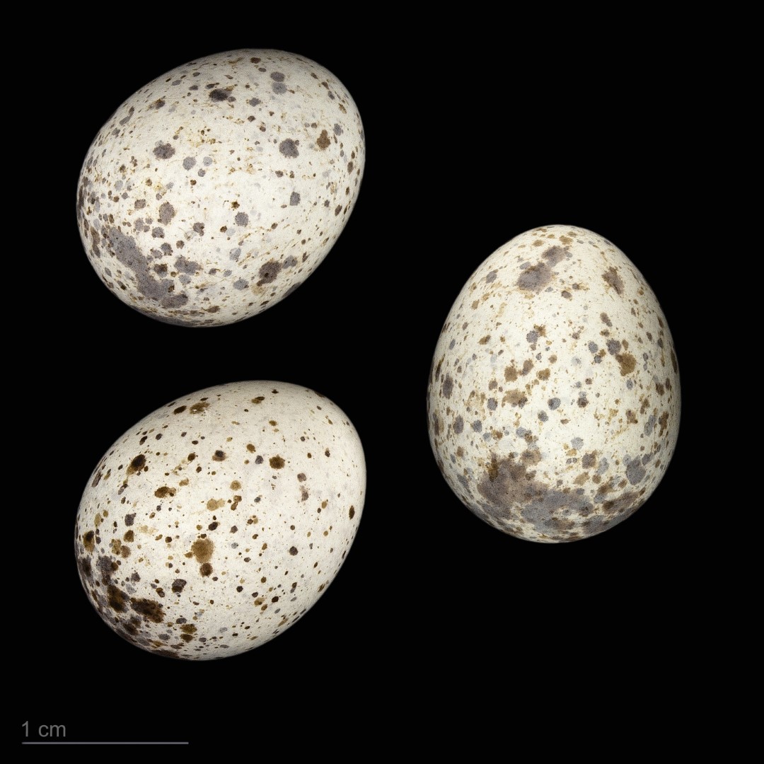 Seychelles Brush Warbler