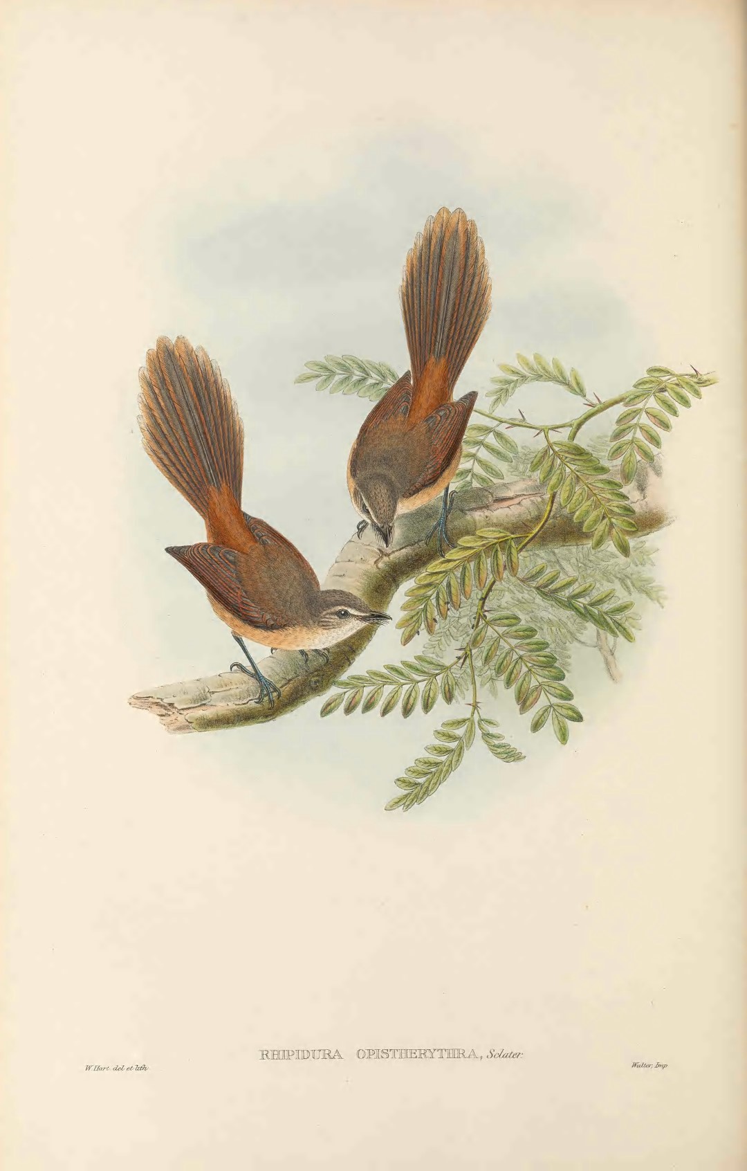 Seychelles Fantail