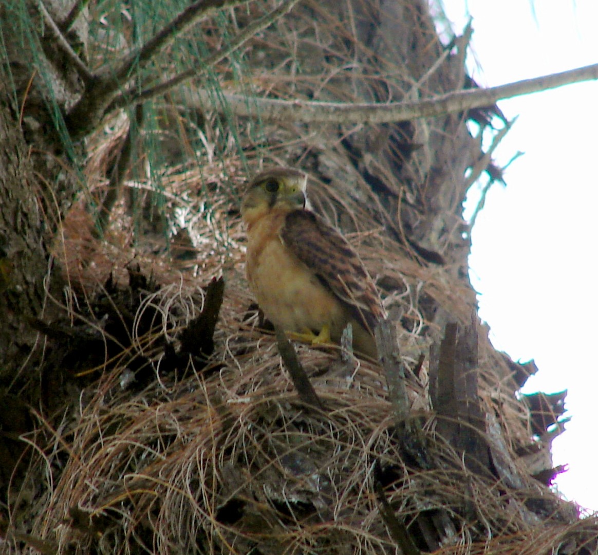 Seychelles kestrel