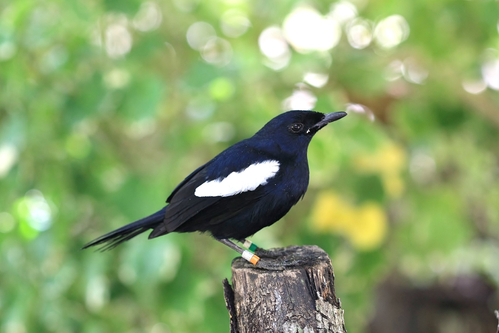 Seychelles Magpie-Robin