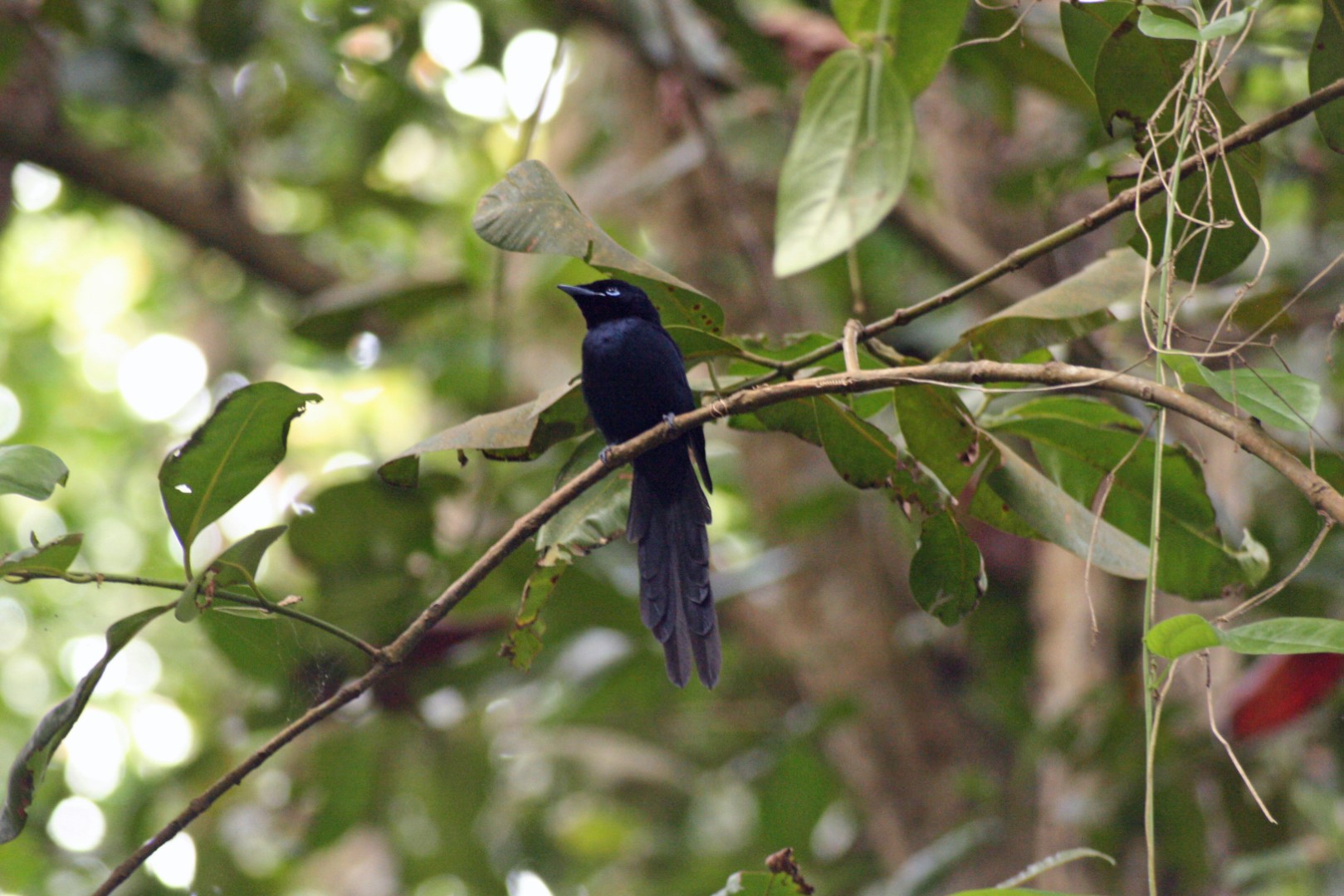 Seychelles Paradise Flycatcher