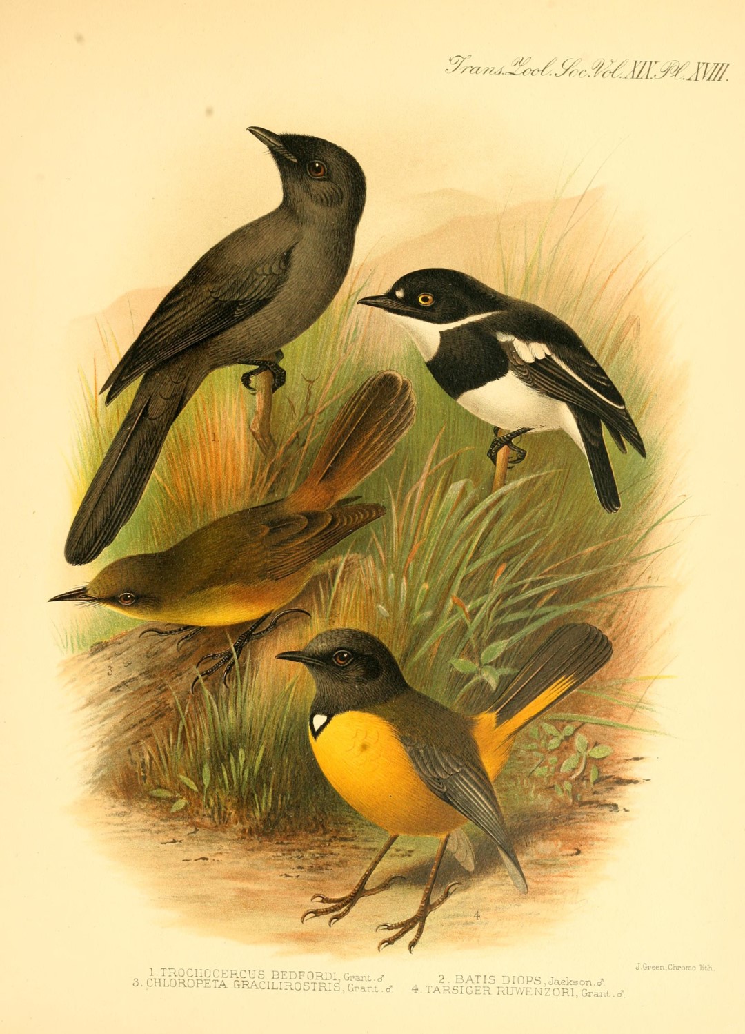 Seychelles Paradise Flycatcher