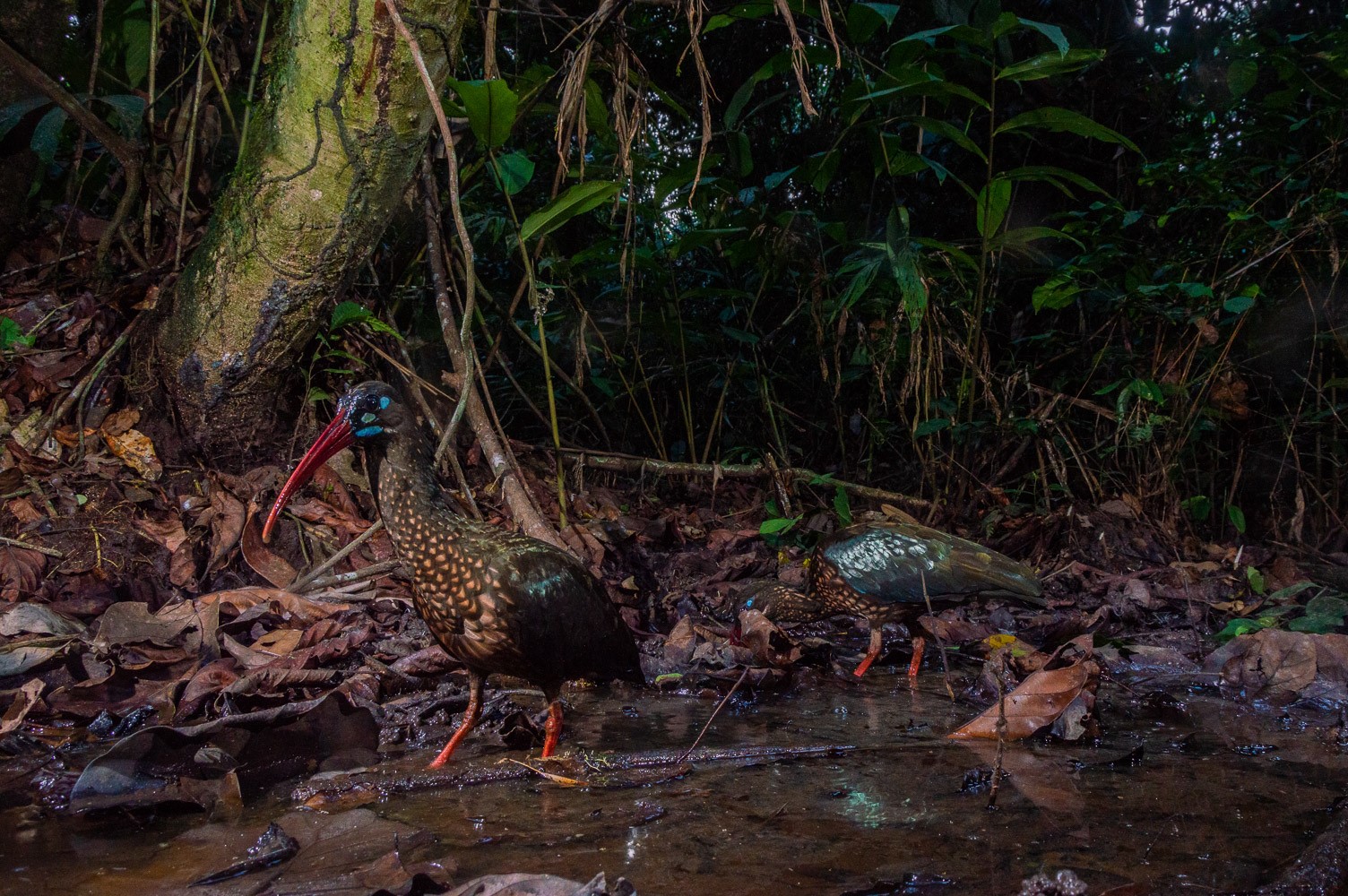 Seychelles Scops Owl