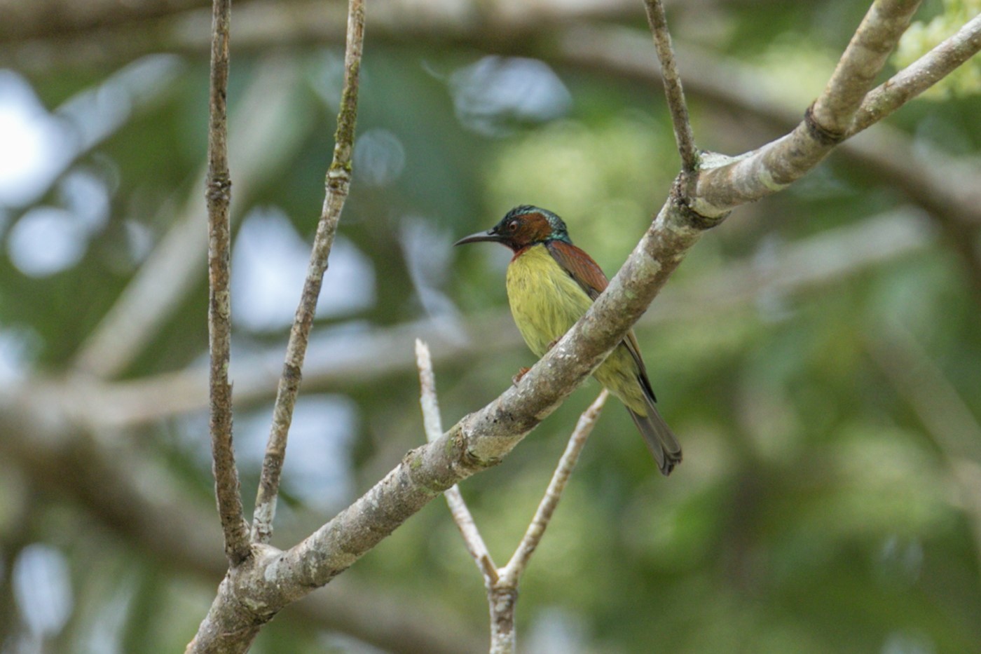 Seychelles Sunbird