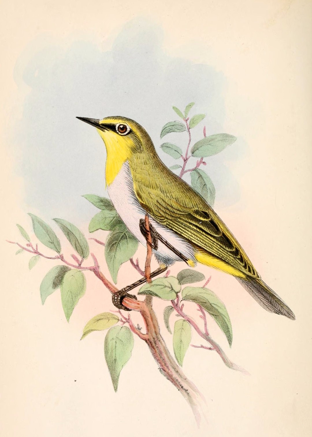 Seychelles White-eye