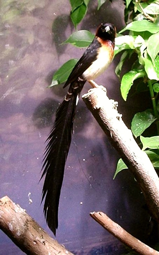 Shaft-tailed Whydah