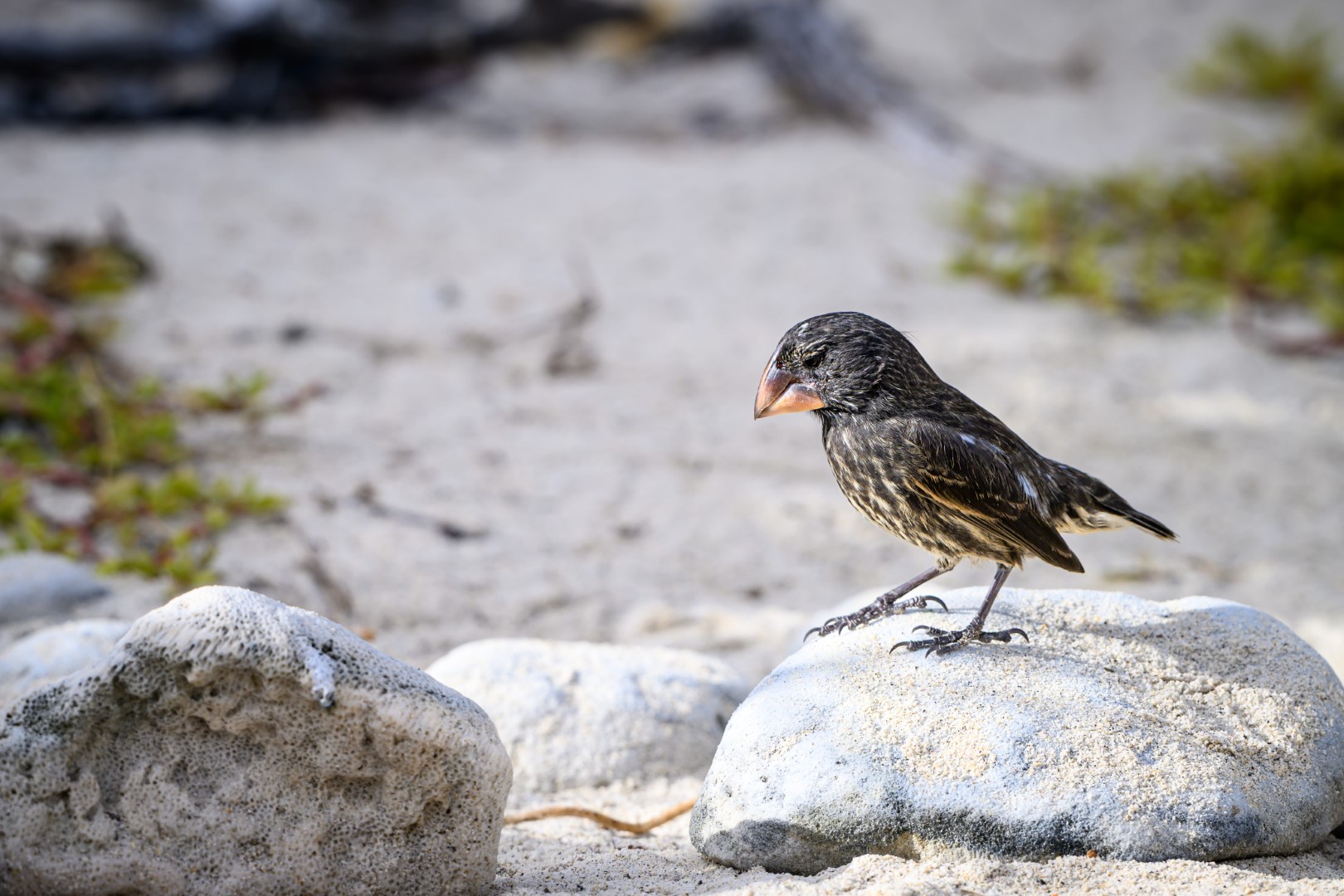 Sharp-beaked Ground Finch