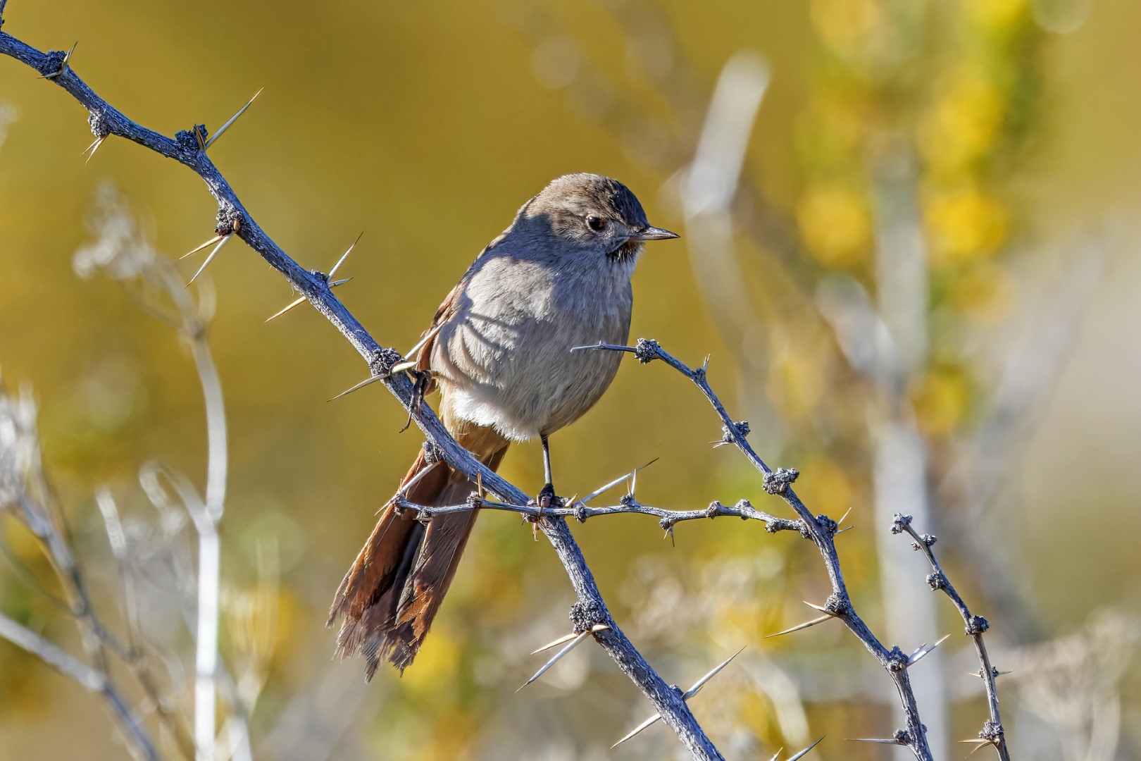 Sharp-billed Canastero