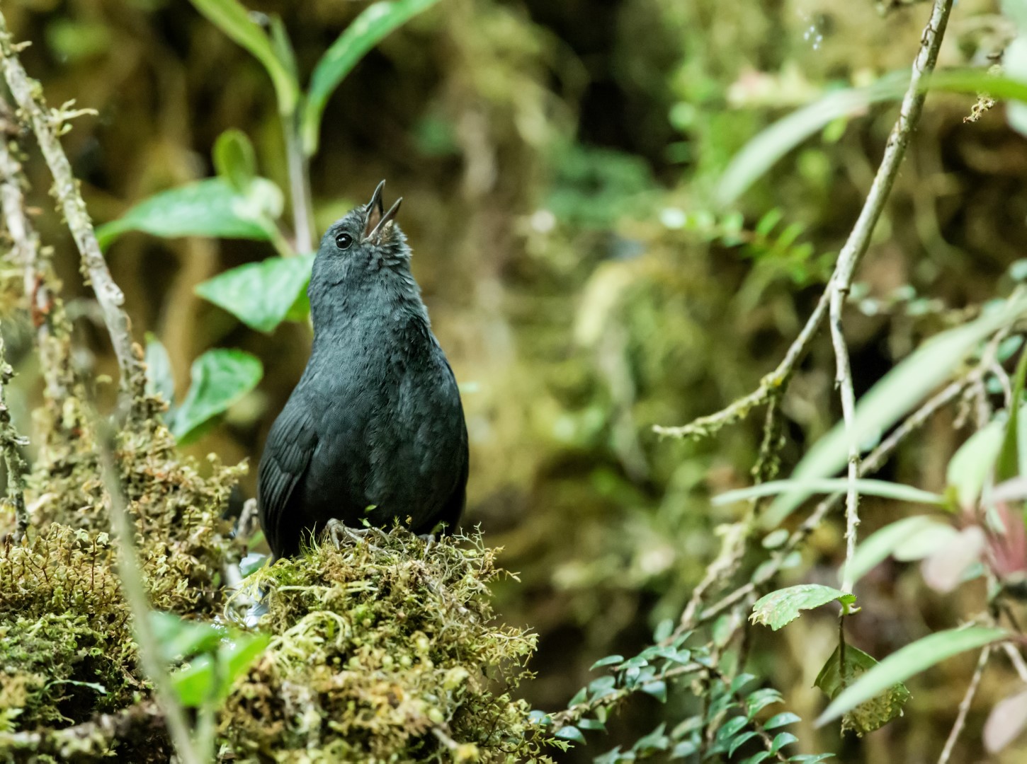 Sharp-billed Treehunter
