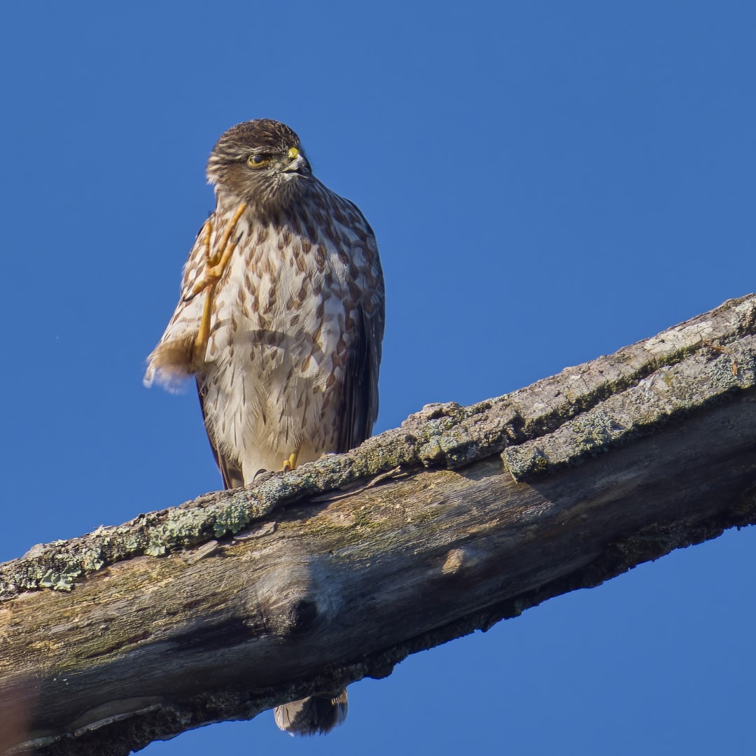 Sharp-shinned Hawk