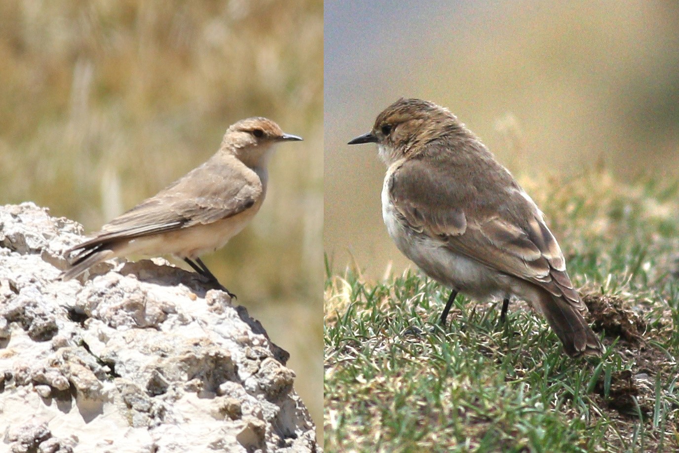 Sharp-tailed Canastero