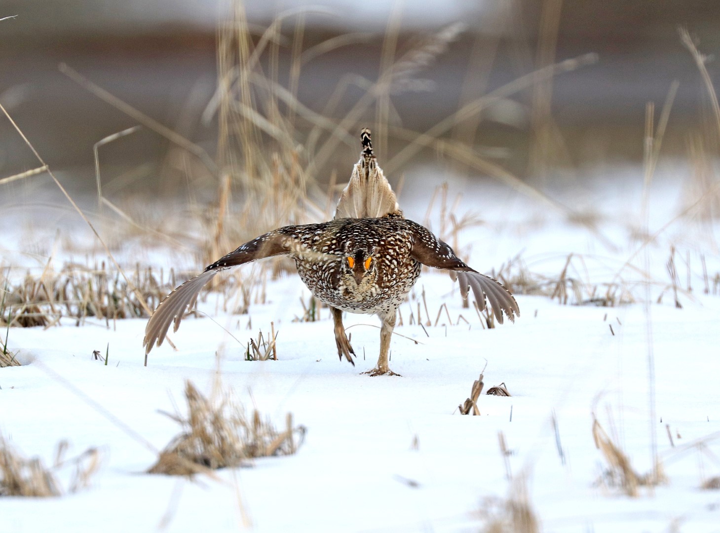 Sharp-tailed grouse