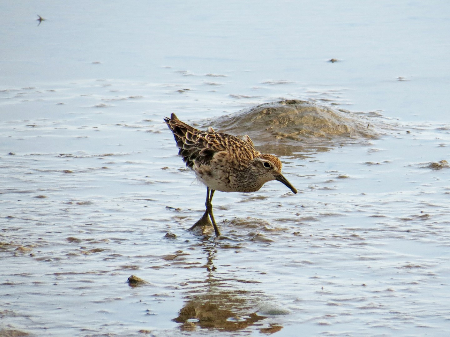 Sharp-tailed Sandpiper