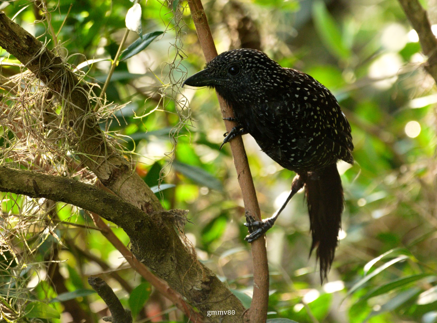Sharp-tailed Streamcreeper